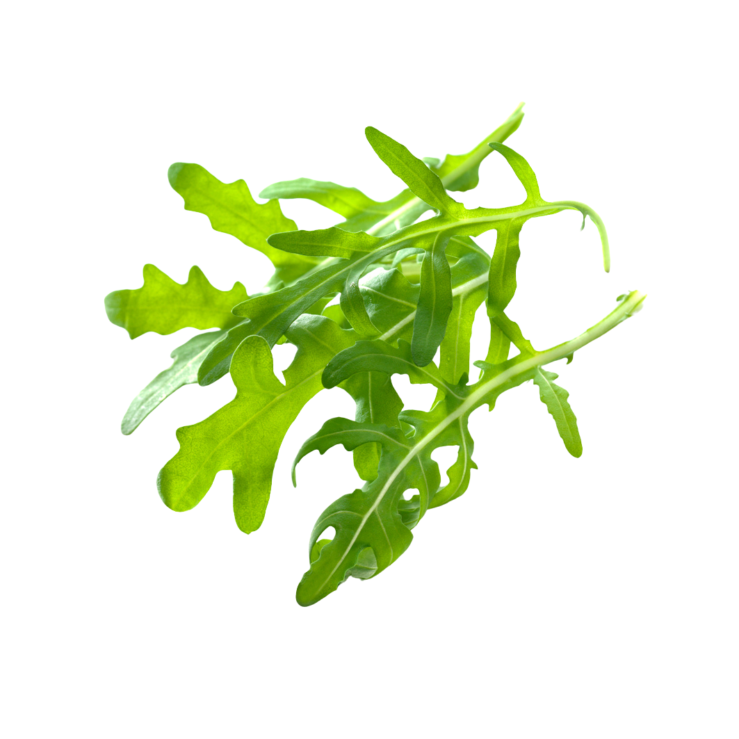 Rucola | BelOrta
