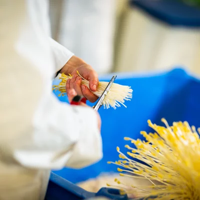 Bewerken van kiemgroenten