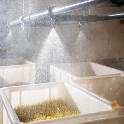 Kiemgroenten krijgen water