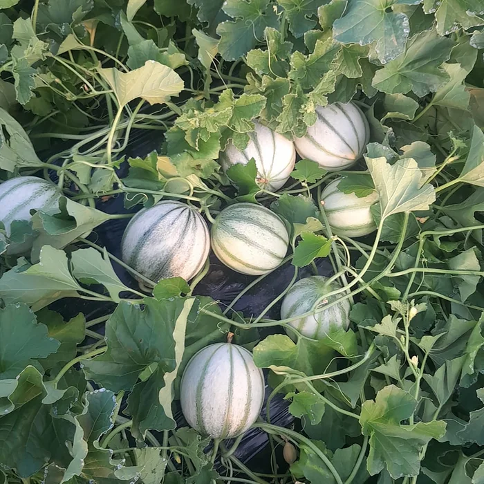 Teelt BelOmelon meloenen