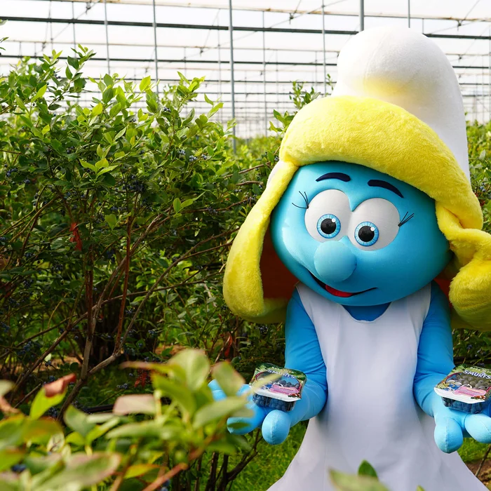 Smurfin met BelOrta blauwe bessen tussen blauwe bessenstruiken