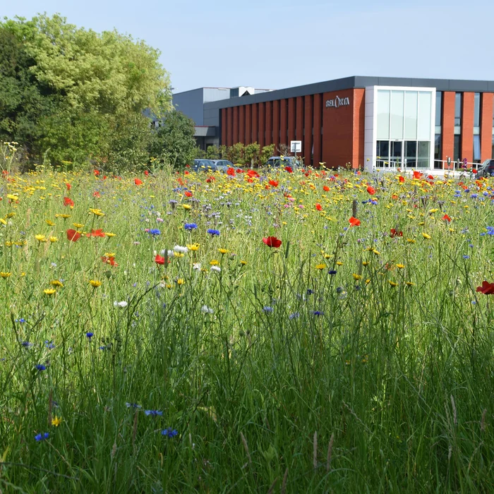 Bloemenweide op de site in Sint-Katelijne-Waver