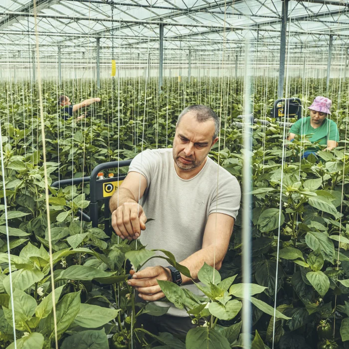 Teelt van paprika