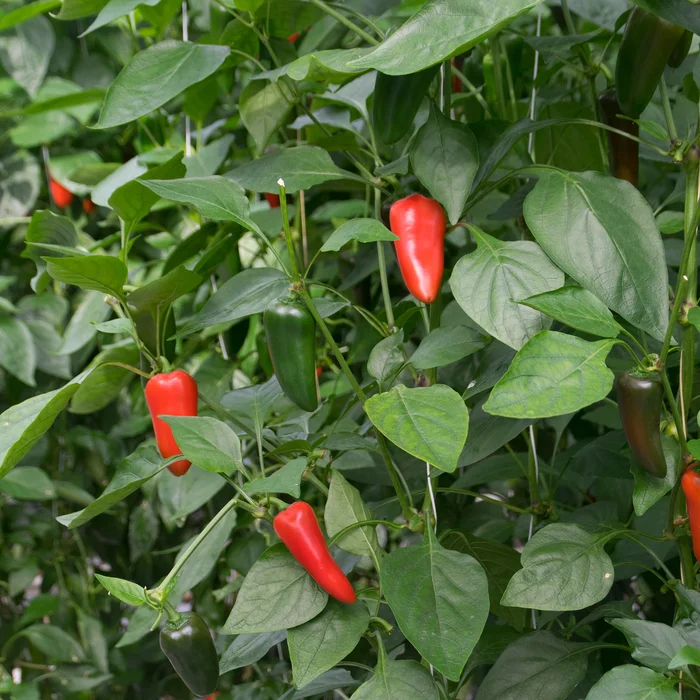 Pepers aan de plant