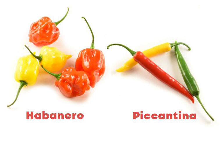 Habanero Piccantina